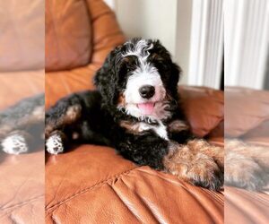 Father of the Bernedoodle-Sheepadoodle Mix puppies born on 04/13/2023