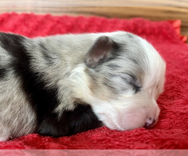 Medium Photo #4 Australian Shepherd Puppy For Sale in LODA, IL, USA
