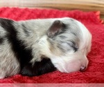 Small #3 Australian Shepherd