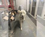 Small Great Pyrenees