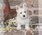 Small #2 West Highland White Terrier