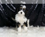 Small #5 Cavapoo