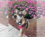 Small #7 Chihuahua Mix
