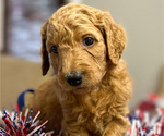 Small Photo #14 Goldendoodle Puppy For Sale in CAPE CORAL, FL, USA