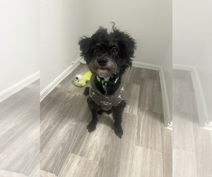 Poodle (Miniature) Dog for Adoption in ORLANDO, Florida USA