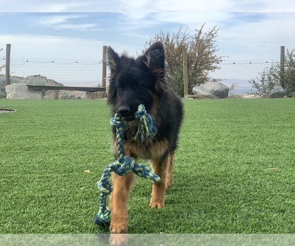 Medium Photo #31 German Shepherd Dog Puppy For Sale in PINON HILLS, CA, USA