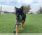 Small #30 German Shepherd Dog