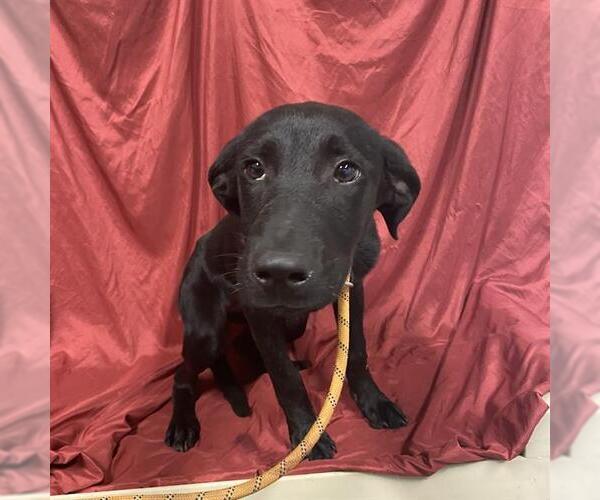Medium Photo #1 Labrador Retriever-Unknown Mix Puppy For Sale in Modesto, CA, USA