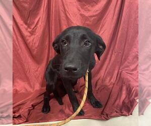 Labrador Retriever-Unknown Mix Dogs for adoption in Modesto, CA, USA
