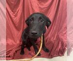 Small Labrador Retriever Mix