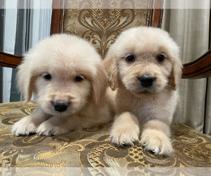 Golden Retriever Puppy for sale in ROWLAND HEIGHTS, CA, USA