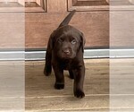 Small Photo #2 Labrador Retriever Puppy For Sale in LEXINGTON, MI, USA