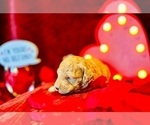 Small #19 Goldendoodle (Miniature)