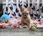 Small Photo #3 French Bulldog Puppy For Sale in CHICAGO, IL, USA