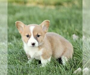 Pembroke Welsh Corgi Puppy for sale in CHRISTIANA, PA, USA