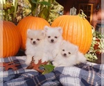 Small Photo #3 Pomeranian Puppy For Sale in DINWIDDIE, VA, USA