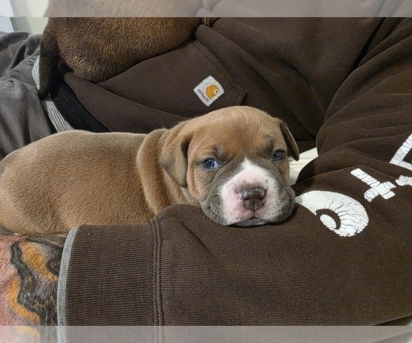 Medium Photo #3 American Bully Puppy For Sale in PADUCAH, KY, USA