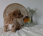 Small Photo #29 Poovanese Puppy For Sale in GOSHEN, IN, USA