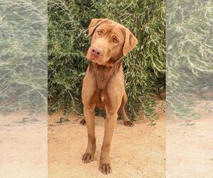 Delilah - Female Chesapeake Bay Retriever Dog for Adoption - Photo #2