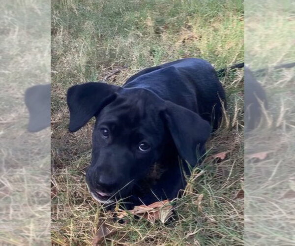 Medium Photo #3 Labrador Retriever-Unknown Mix Puppy For Sale in Alexander, AR, USA