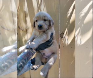 Golden Retriever Puppy for Sale in RENO, Nevada USA