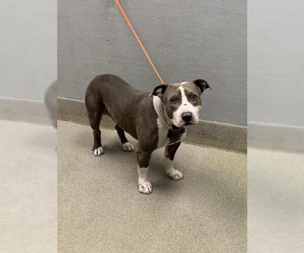 Medium Photo #1 American Pit Bull Terrier-Unknown Mix Puppy For Sale in Las Vegas, NV, USA