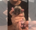 Small Miniature Spitz-Pug Mix