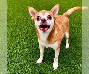 Charley - Male Chihuahua-Unknown Mix Dog for Adoption - Photo #14