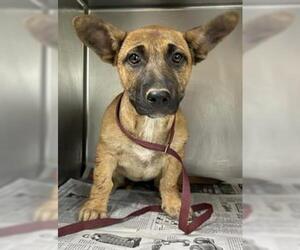 Basset Hound-German Shepherd Dog Mix Dogs for adoption in Visalia, CA, USA