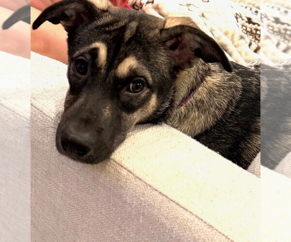 Medium Photo #9 Mutt Puppy For Sale in Oak Bluffs, MA, USA