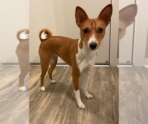 Mother of the Basenji puppies born on 12/06/2023