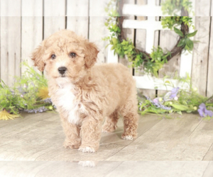 Poochon Puppy for sale in MOUNT VERNON, OH, USA