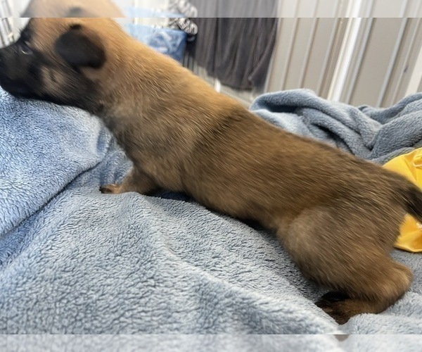 Medium Photo #209 Belgian Malinois Puppy For Sale in REESEVILLE, WI, USA