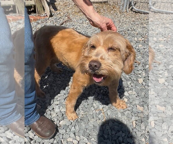 Medium Photo #2 Goldendoodle (Miniature) Puppy For Sale in Thomasville, NC, USA