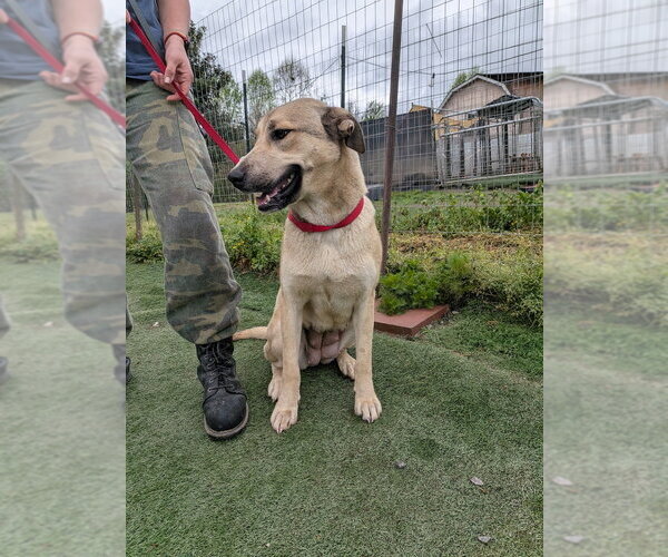Medium Photo #3 Siberian Husky-Unknown Mix Puppy For Sale in garner, NC, USA