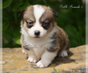 Pembroke Welsh Corgi Puppy for sale in LUTHER, OK, USA