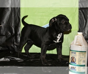 American Bulldog Puppy for sale in ATLANTA, GA, USA