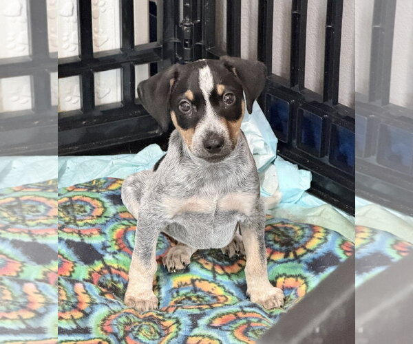 Medium Photo #5 Mutt Puppy For Sale in Bellevue, WA, USA