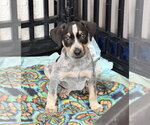 Small #4 Mutt