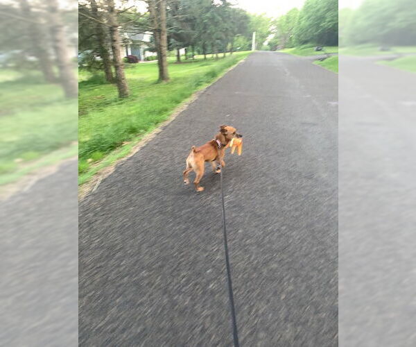 Medium Photo #15 Jack Russell Terrier-Unknown Mix Puppy For Sale in Doylestown, PA, USA