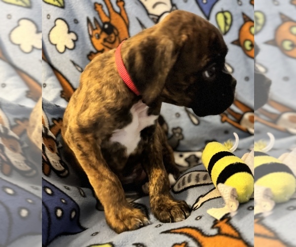 Medium Photo #10 Boxer Puppy For Sale in LANSING, MI, USA