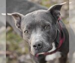 Small #2 Staffordshire Bull Terrier