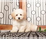 Puppy Rusty Maltipoo (Miniature)