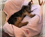Small #1 Mutt