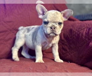 French Bulldog Puppy for sale in NEWTON, NJ, USA