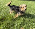 Small Photo #2 Mutt Puppy For Sale in Allentown,, PA, USA