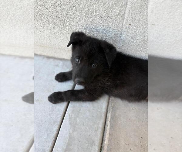 Medium Photo #4 German Shepherd Dog-Unknown Mix Puppy For Sale in Imlay City, MI, USA