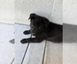 Small #3 German Shepherd Dog Mix