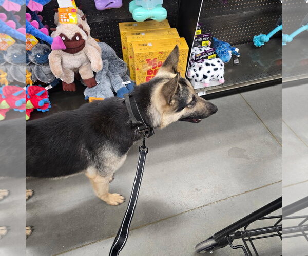 Medium Photo #3 German Shepherd Dog Puppy For Sale in La Grange , NC, USA