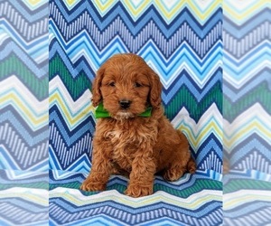 Cock-A-Poo Puppy for sale in KIRKWOOD, PA, USA